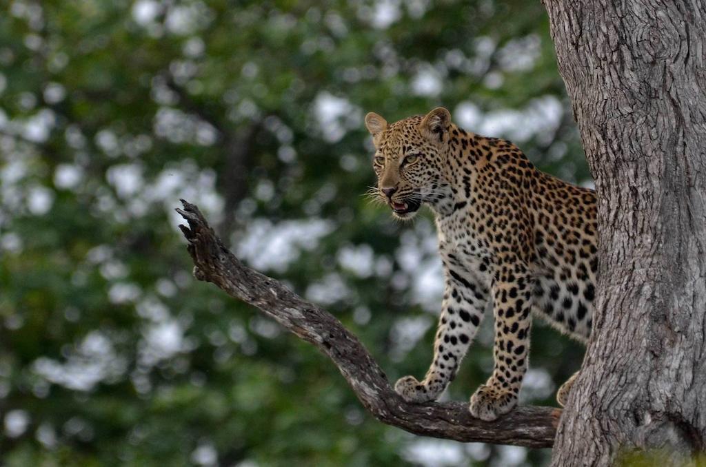 Tingala Lodge - Bed In The Bush بهالابوروا المظهر الخارجي الصورة