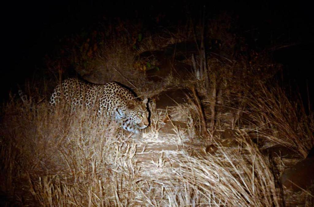 Tingala Lodge - Bed In The Bush بهالابوروا المظهر الخارجي الصورة