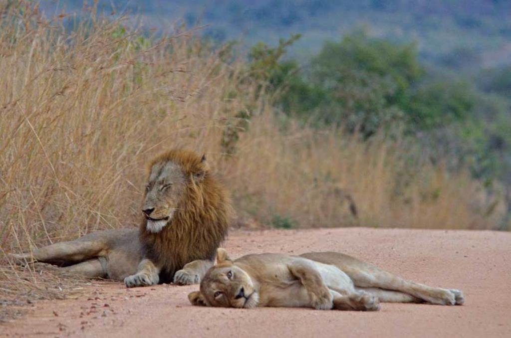 Tingala Lodge - Bed In The Bush بهالابوروا المظهر الخارجي الصورة